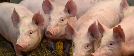 Photo of pigs representing animal science research - credit University of Edinburgh