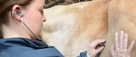 Photo of vet listening to animal with stethoscope - image credit University of Edinburgh, The Roslin Institute