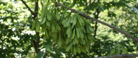 photo of ash tree - image credit University of Edinburgh School of Biological Sciences