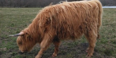 image of highland cow - credit Roslin Innovation Centre