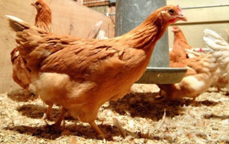 Chickens - credit Norrie Russell, The Roslin Institute