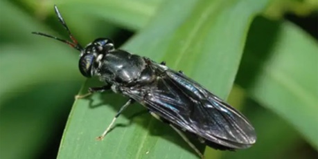 Black Soldier Fly on leaf - credit Zero Waste Scotland