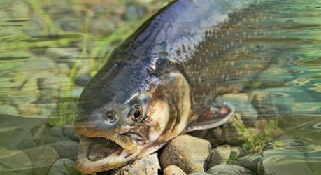 photo of a char-fish - credit The Roslin Institute