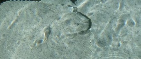 Image of turbot - credit Roslin Institute