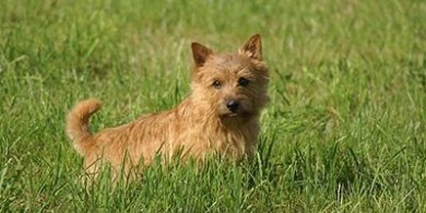 image of a young Norwich Terrier - credit Wikimedia Commons