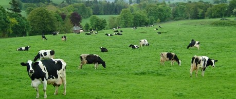 cows on hill - credit The Roslin Institute