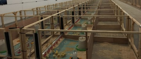 Poultry pens - credit SRUC