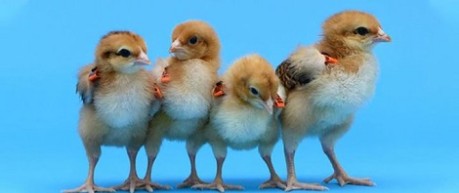 image of chicks - credit The Roslin Institute