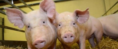 image of 2 pigs in farm building - credit Roslin Institute