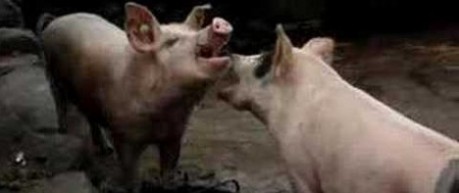 image of aggressive pigs - credit University of Edinburgh