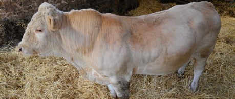 image of bull - credit The Roslin Institute