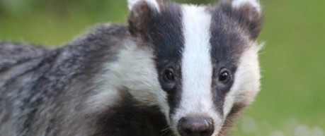image of badger - credit The Roslin Institute