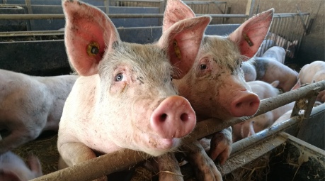image of farm pigs in pen - credit SRUC